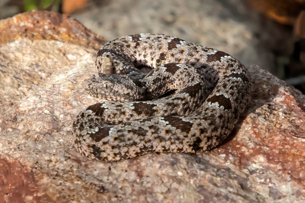 istock Rock Rattlesnake Close Up on Colorful Boulder 1292301403