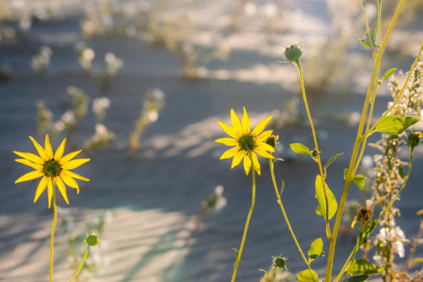 Hawkweed, an uncultivated plant that is closely related to the dandelion, in bloom, blown by the wind, by the Irish coastline at Ballyqunitin Point, County Down, Northern Ireland.  Selective focus.