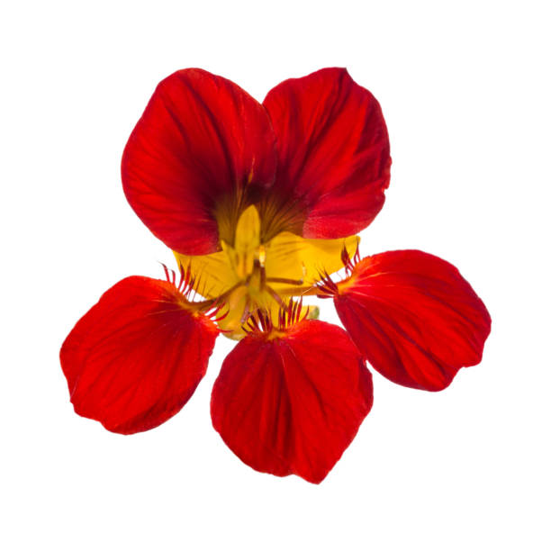 istock Red nasturtium flower isolated on white background 1292303536