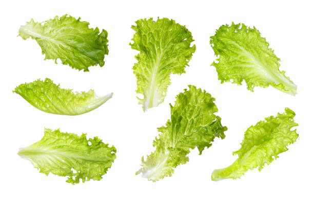 fresh lettuce leaves isolated on white background - iceberg lettuce imagens e fotografias de stock