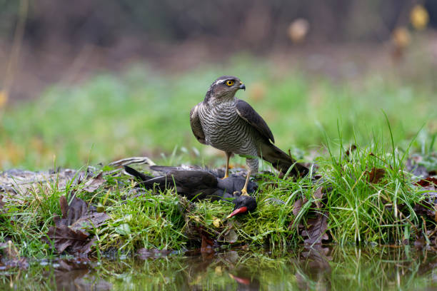 istock female sparrowhawk with its prey: a moorhen 1292305321