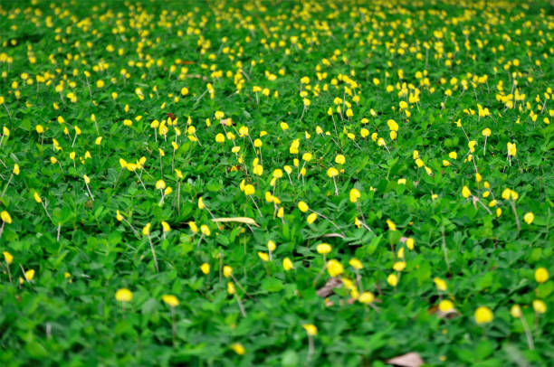The beauty of the grass filled with yellow flowers Arachis repens in the town square