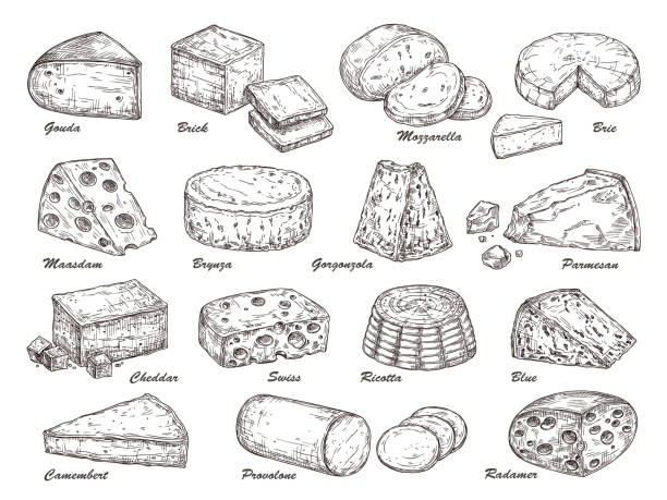 스케치 치즈. 손으로 그린 제품, 네덜란드 맛있는 유제품 요리 음식. 분리 된 파르메산 조각, 체다 고다 정확한 슬라이스 벡터 컬렉션 - cheese stock illustrations