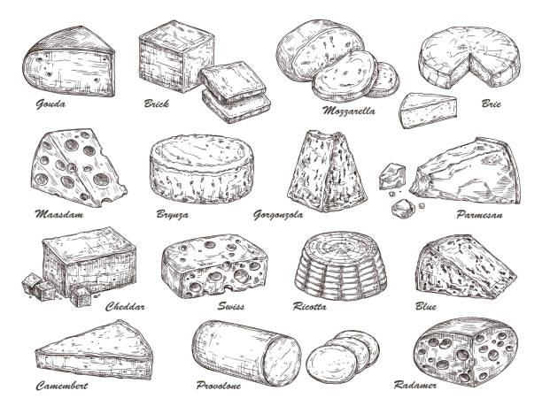 Sketch cheese. Hand drawn product, holland tasty dairy cuisine food. Isolated parmesan piece, cheddar gouda exact slice vector collection Sketch cheese. Hand drawn product, holland tasty dairy cuisine food. Isolated parmesan piece, cheddar gouda exact slice vector collection. Illustration product fresh piece, swiss drawing cheese cheese stock illustrations
