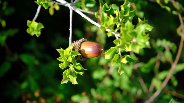 Acorns on the branch of an oak tree swaying in the wind