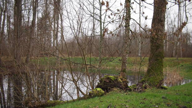 istock Forest pond landscape with reflection in autumn season 1292307605