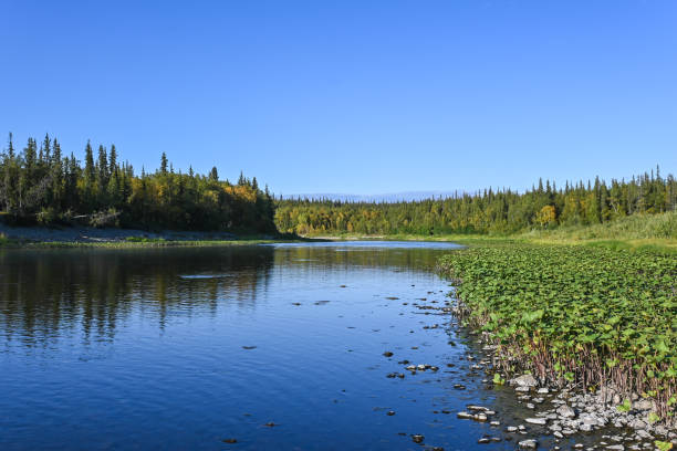 istock Wild river in the taiga. 1292308169