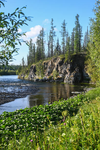 istock Wild river in the taiga. 1292308202