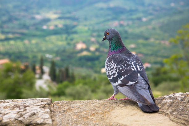A pigeon looks down on a view of Cortona, a hill town in the Tuscany region of Italy A pigeon looks down on a view of Cortona, a hill town in the Tuscany region of Italy cortona stock pictures, royalty-free photos & images
