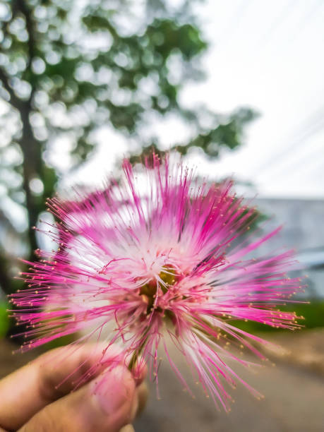 istock stamens in beautiful flowers 1292310092