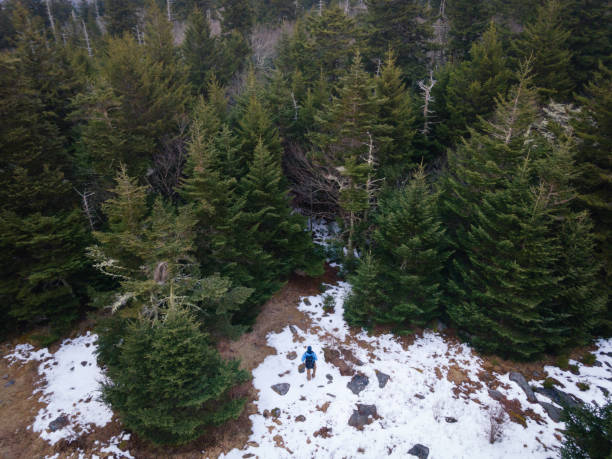 istock Hiking in Pine Forest in Southwestern Virginia 1292310094