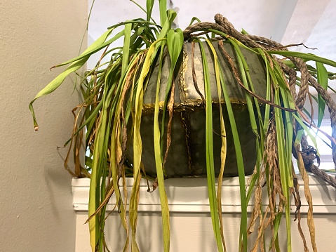 Trying to revive Spider plant