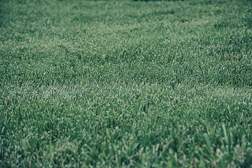 green leaves in the garden. Nature abstract background.  green leaves with natural pattern. Greenery. Spring plants. Spring season sunny lawn in the garden. Lawn blur with soft light for background.