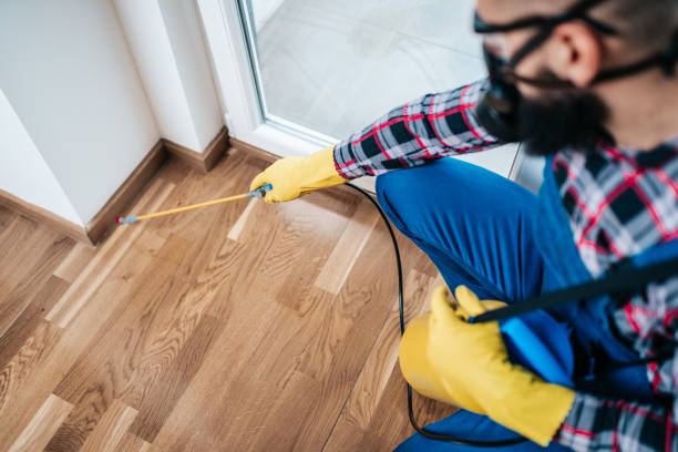 controllo dei parassiti della casa - termite foto e immagini stock