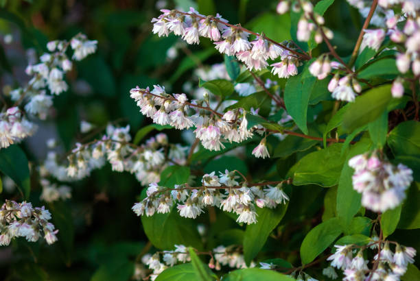 deutzia scabra krzew w rozkwicie - stephanotis zdjęcia i obrazy z banku zdjęć