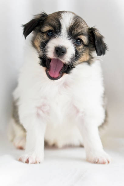 istock Papillon dog puppy sitting on a white background 1292314480