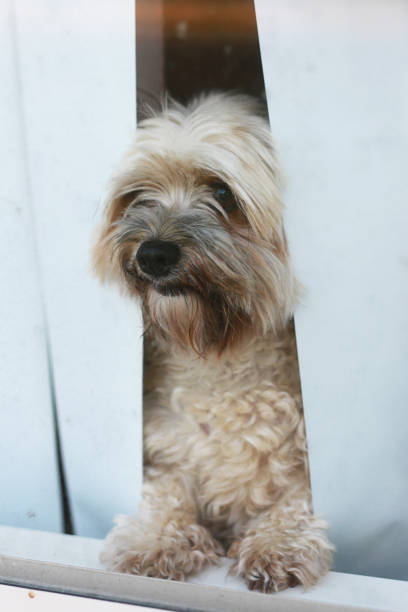 istock Small dog looking out of window blinds 1292314518