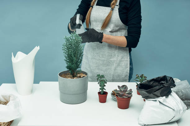 la chica rocía las plantas trasplantadas de la casa. cuidado y mantenimiento de las plantas. hobby. - 11906 fotografías e imágenes de stock