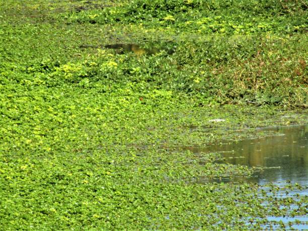 istock Japan. November. Pond covered with duckweed. Photo Impressionism. 1292319506