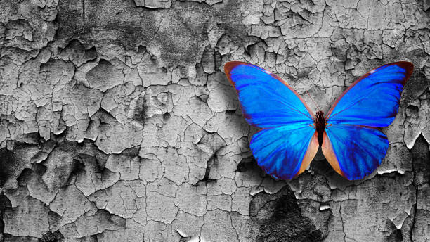 istock blue butterfly sits on a gray old wall 1292324247