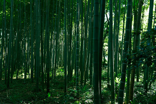 Fresh of bamboo grove.