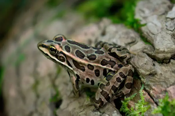 Photo of Frog