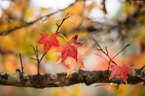 Amerikanischer Amberbaum mit leuchtender Herbstfärbung