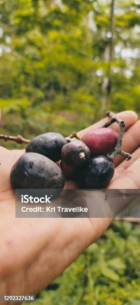 Juwet Fruit Stock Photo - Download Image Now - Close-up, Color Image, Eating