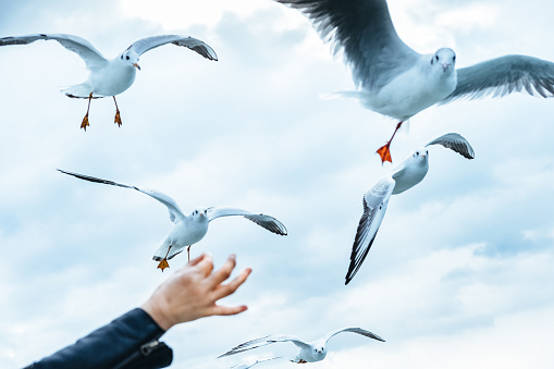 seagulls take food from human hands