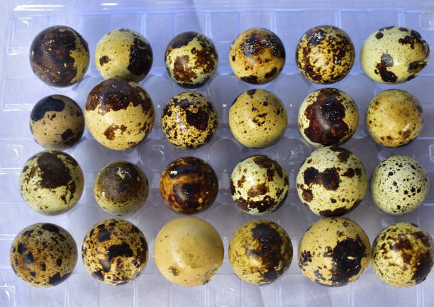 Close up view of raw quail eggs or black beans inside a container top view. Close up view of raw quail eggs or black beans inside a container top view. Selective focus. coturnix quail stock pictures, royalty-free photos & images