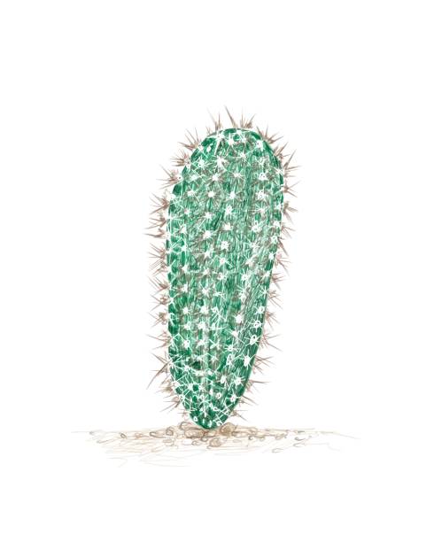 istock Hand Drawn Sketch of Armatocereus Cactus Plant 1292329228