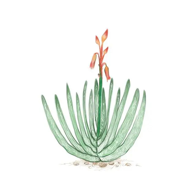 Vector illustration of Hand Drawn Sketch of Aloe Plicatilis Plant