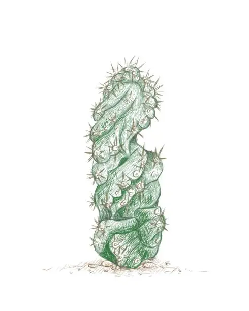 Vector illustration of Hand Drawn Sketch of Cereus Forbesii Spiralis Cactus