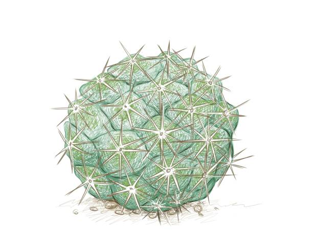 istock Hand Drawn Sketch of Cumulopuntia Cactus Plant 1292329247