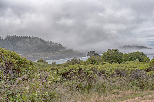 Trailhead to Elephant Seal overlook in Point Reyes National Seashore, Marin County, California, USA,  on a partly cloudy day at low tide, featuring wildflowers (california poppy)