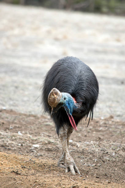 cassowary jest wysokim nielotnym ptakiem - beak bird blue cassowary zdjęcia i obrazy z banku zdjęć