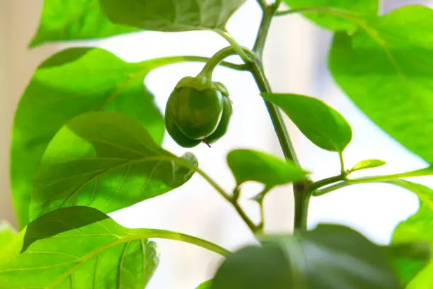 Home garden growing pepper bell herb in flower pot , Macro shot, vegetable garden on windowsill, selective focus