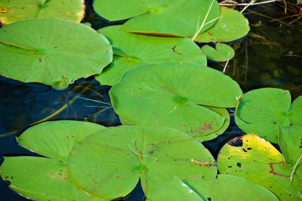 istock Many Water Lily Leaves on the Water 1292331974