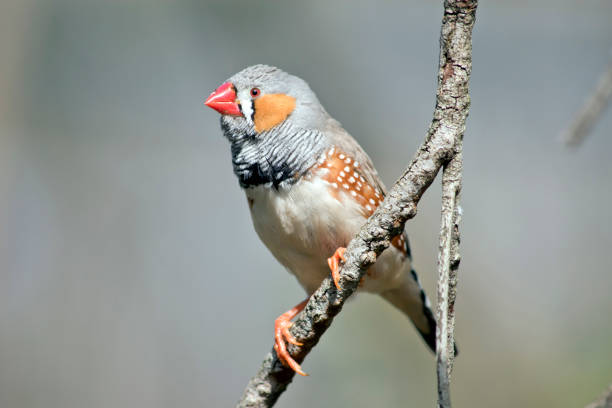 the zebra finch is perched on a branch the zebra finch is a colorful bird, it has orange cheeks and bill, grey head, brown with white spots and white bottom. zebra finch stock pictures, royalty-free photos & images