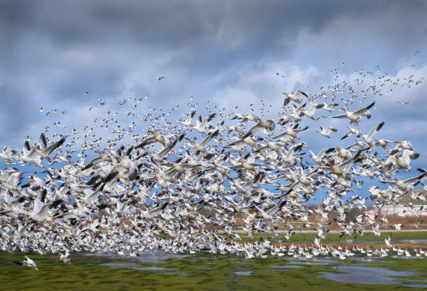 Garry Point Flock of Snowgeese