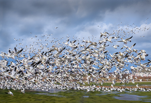 Snettisham spectacular, waders beside the lagoon at Snettisham at high tide.  Mediterranean gulls at sunset.