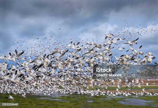 Garry Point Flock Of Snowgeese Stock Photo - Download Image Now - Snow Goose, British Columbia, Richmond - British Columbia