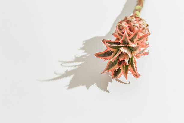 istock Dwarf Ornamental Pineapple red mini flower on light gray background with dark shadows and copy space. 1292334174