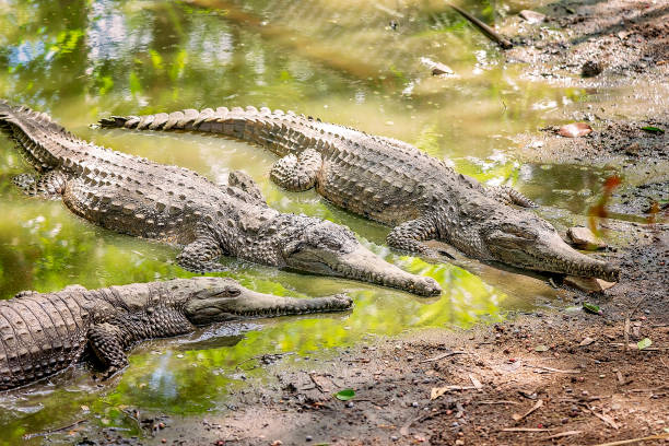 alligator - crocodile alligator australia animal teeth imagens e fotografias de stock
