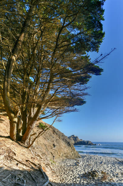 istock Pfeiffer Beach - Big Sur, California 1292335924