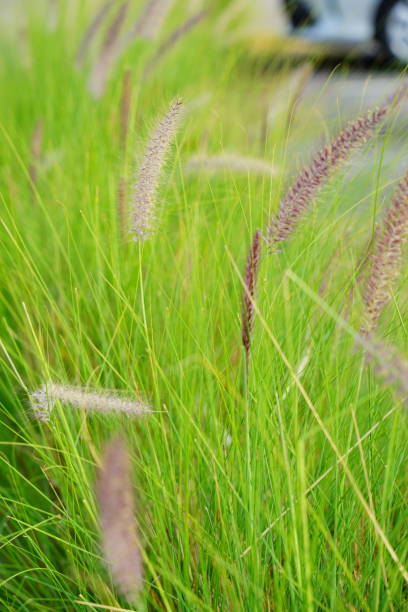 istock Desho grass Flowers are blooming with natural background 1292337041