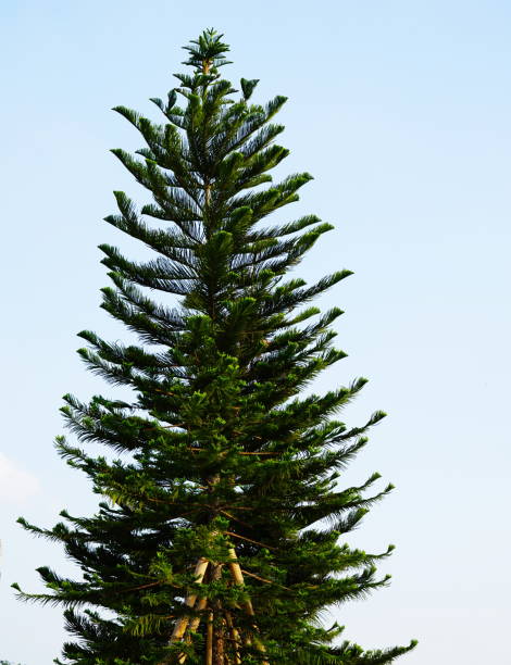 istock Christmas tree in winter of thailand 1292337078