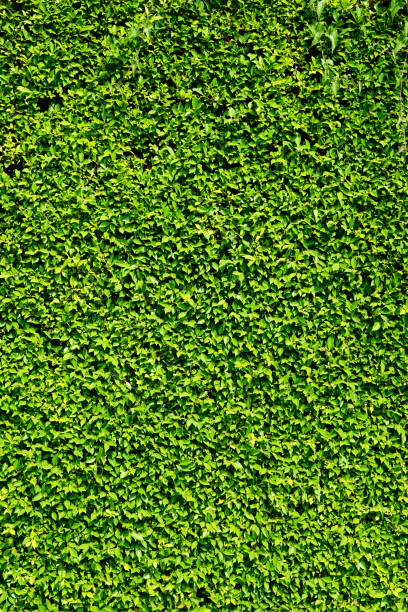 Abstract green leaves natural wallpaper in nature