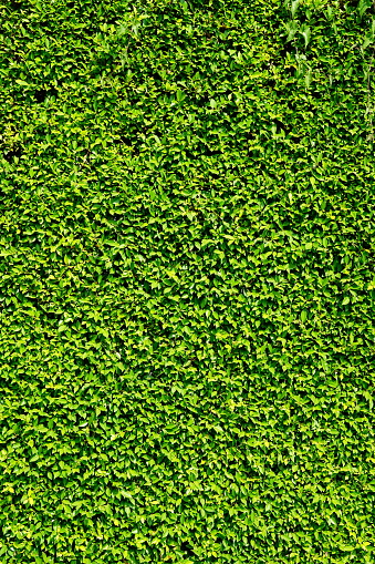 Abstract green leaves natural wallpaper in nature