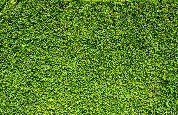 istock Abstract green leaves natural wall 1292339450